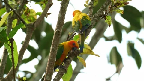 A pair of Sun conures (Aratinga solstitialis) perch on tree branch, curiously 動画素材 332376368
