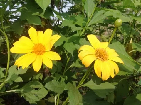 Pair of Sun flowers 스톡 사진