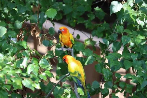 Pair of Sun Parakeets in tree Stock Photos