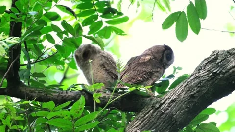 Pair of Sunda Scops Owls perched together on a leafy tree branch Stock Footage 331110506