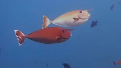 School of yellow trevally, pilot fish sw, Stock Video