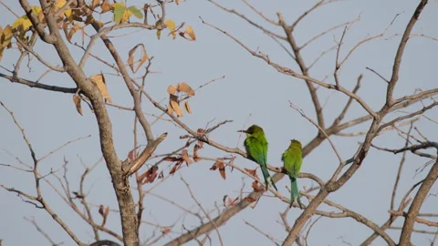 A Pair Of Swallow-tailed Bee-eater With A Deeply-forked Blue Tails Vidéo 255651800
