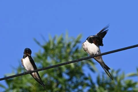 A pair of swallows Stock Photos