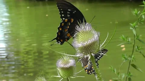 Pair of Swallowtail Butterflies Sip Nectar From a Thistle Plant 스톡 동영상 12671659