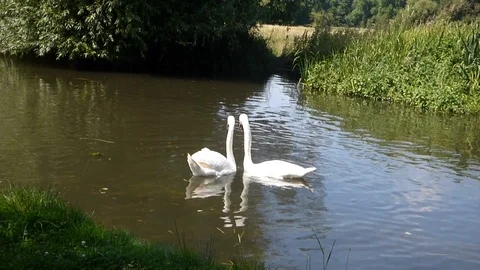 Pair of swans 00026 Stock Footage 91872517