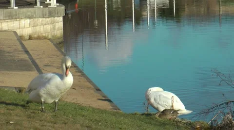 Pair of swans and mallard ducks gazing on grassy bank beside steps urban river Stock Footage 1063456