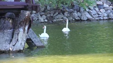 A pair of swans are floating on the background of stones Stock Footage 138346979