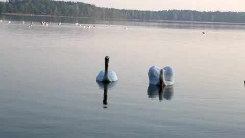 A pair of swans on a calm pond Stock Footage 86164655