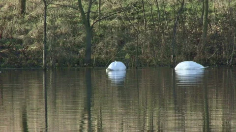 Pair of swans feed on bottom of pond Stock Footage 330372