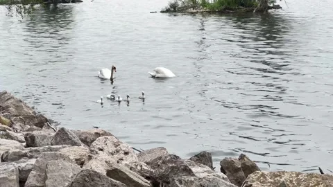 Pair of swans with five cygnets looking for food near the rocky shore Stock Footage 243521867