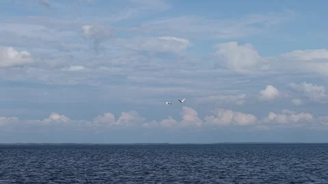 A pair of swans is flying over a body of water against a blue sky with clouds Video stock 312260348