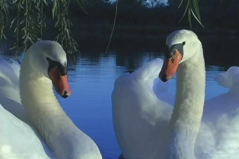 Pair Of Swans Video stock 494961