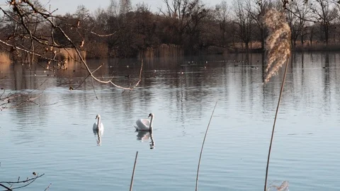 A pair of swans Stock Footage 104185720