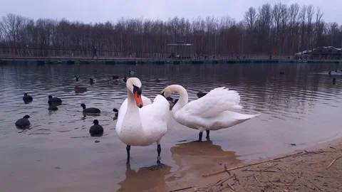 Pair of swans. Help and feed wild birds in city. Stock Footage 237174534