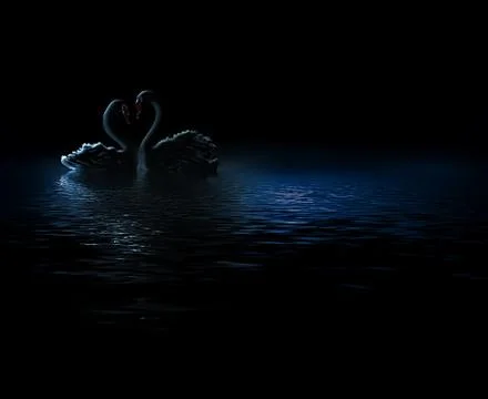 Pair of swans Stock Illustration