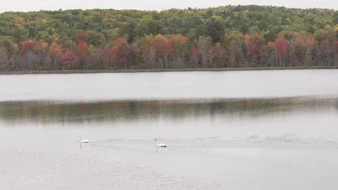 Pair of swans on lake Video stock 100137381