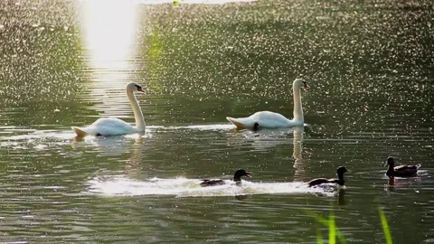 A pair of swans on the lake Stock Footage 133635962