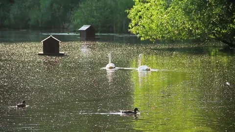 A pair of swans on the lake Stock Footage 133636006