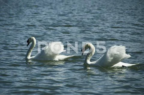 Pair of Swans on a Lake Stock Photos