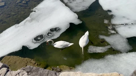 Pair of swans looking for food under the water Stock Footage 303915497