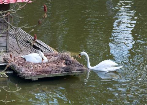 Pair of swans Stock Photos