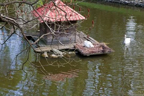 Pair of swans Stock Photos