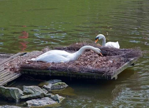 Pair of swans Stock Photos