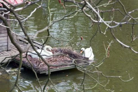 Pair of swans Stock Photos