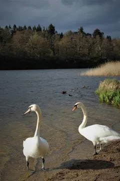 Pair of Swans Stock Photos