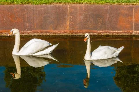 Pair of swans Stock Photos