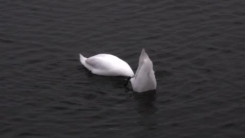 A pair of swans stick out of the water like floats, diving for underwater algae Stock Footage 308350112