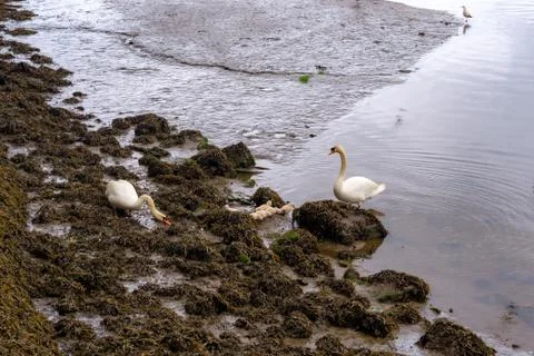 Pair of swans strolling among the algae with their chicks Foto stock