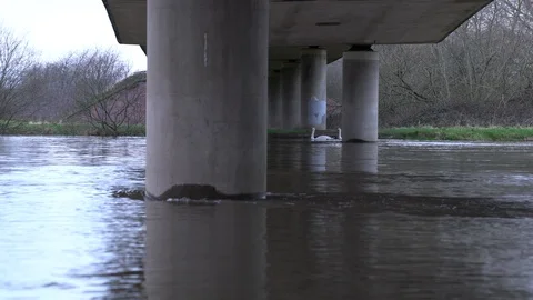 Pair of swans swimming against the current underneath bridge, Burton, UK, 4k Stock Footage 87141844