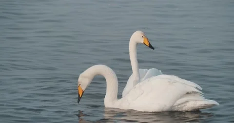A pair of swans swims on a lake that does not freeze in winter. 스톡 동영상 232967478