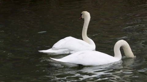 A pair of swans swims in the sun in spring, one of the swans is cleaning itself Stock Footage 152983100