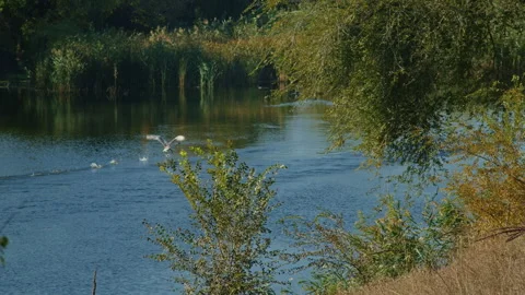 Pair of swans taking off from the water surface surrounded by lush vegetation Stock Footage 297468471