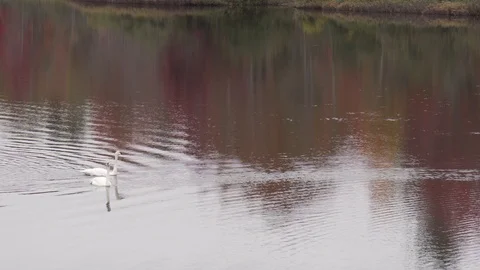 Pair of swans on water 스톡 동영상 100137301