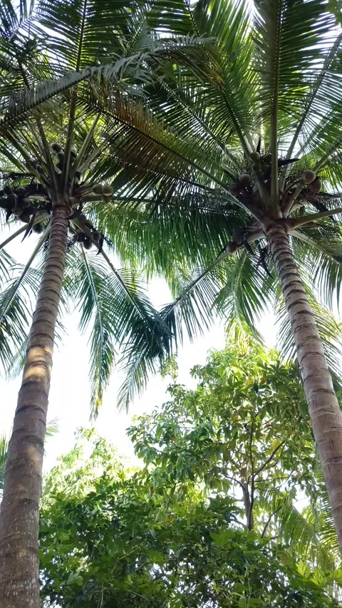 A pair of tall coconut trees sway gently Stock Footage 331052954