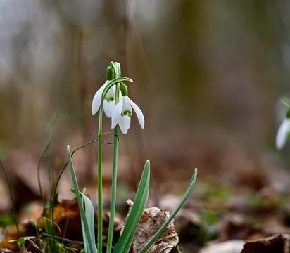 Pair of tender spring snowdrops in close-up. Stock Photos
