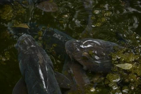 Pair of tents Stock Photos