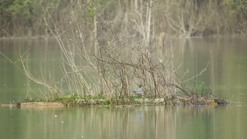 Pair of terns arrive at the nest (sterna)- Italian nature 4K Video stock 158809447