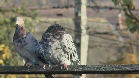 A pair of thoroughbred marbled pigeons mate on a wooden crossbar, close-up, Vídeos de archivo 220170275