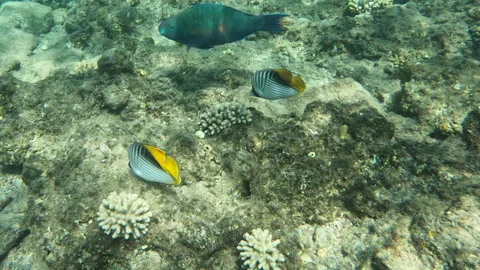 Pair of Threadfin Butterflyfish Colorful Sea Creatures Exploring Coral Reef Stock Footage 303600754
