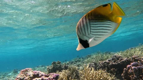 Pair of Threadfin Butterflyfish Over Reef Vídeo Stock 334582078