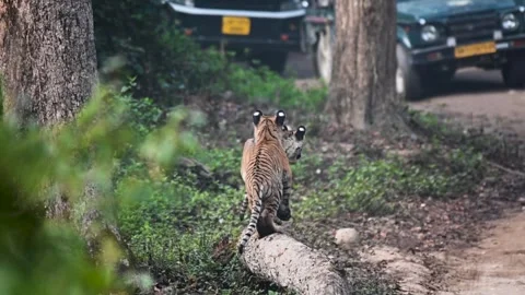 Pair of tiger cubs posing on a log in Corbett national park Stock Footage 266688049