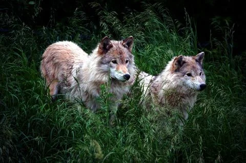 A pair of Timber Wolves. Stock Photos