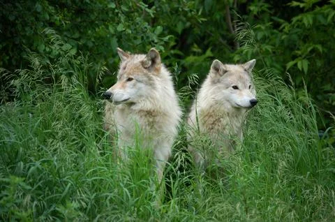 A pair of Timber Wolves. Stock Photos