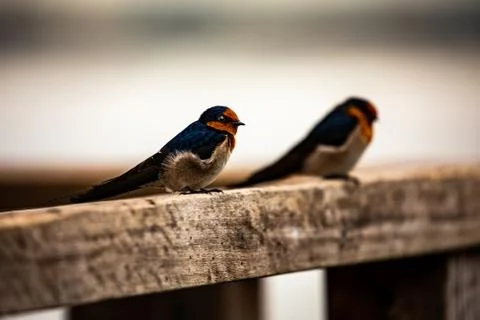 A Pair of Tiny Birds Look Toward the Ocean Stock Photos