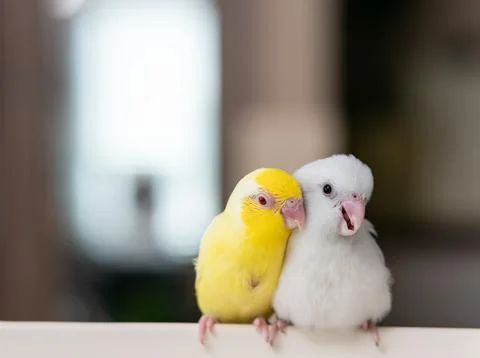 Pair of tiny parrot parakeet white and yellow Forpus bird. 库存照片