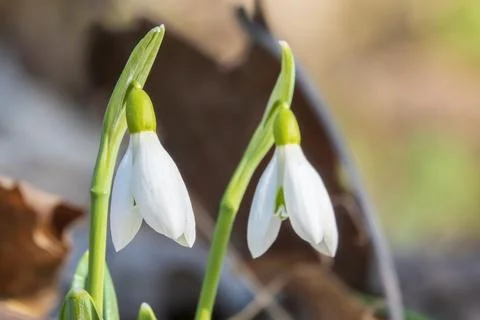 Pair of tiny snowdrops flowers 스톡 사진